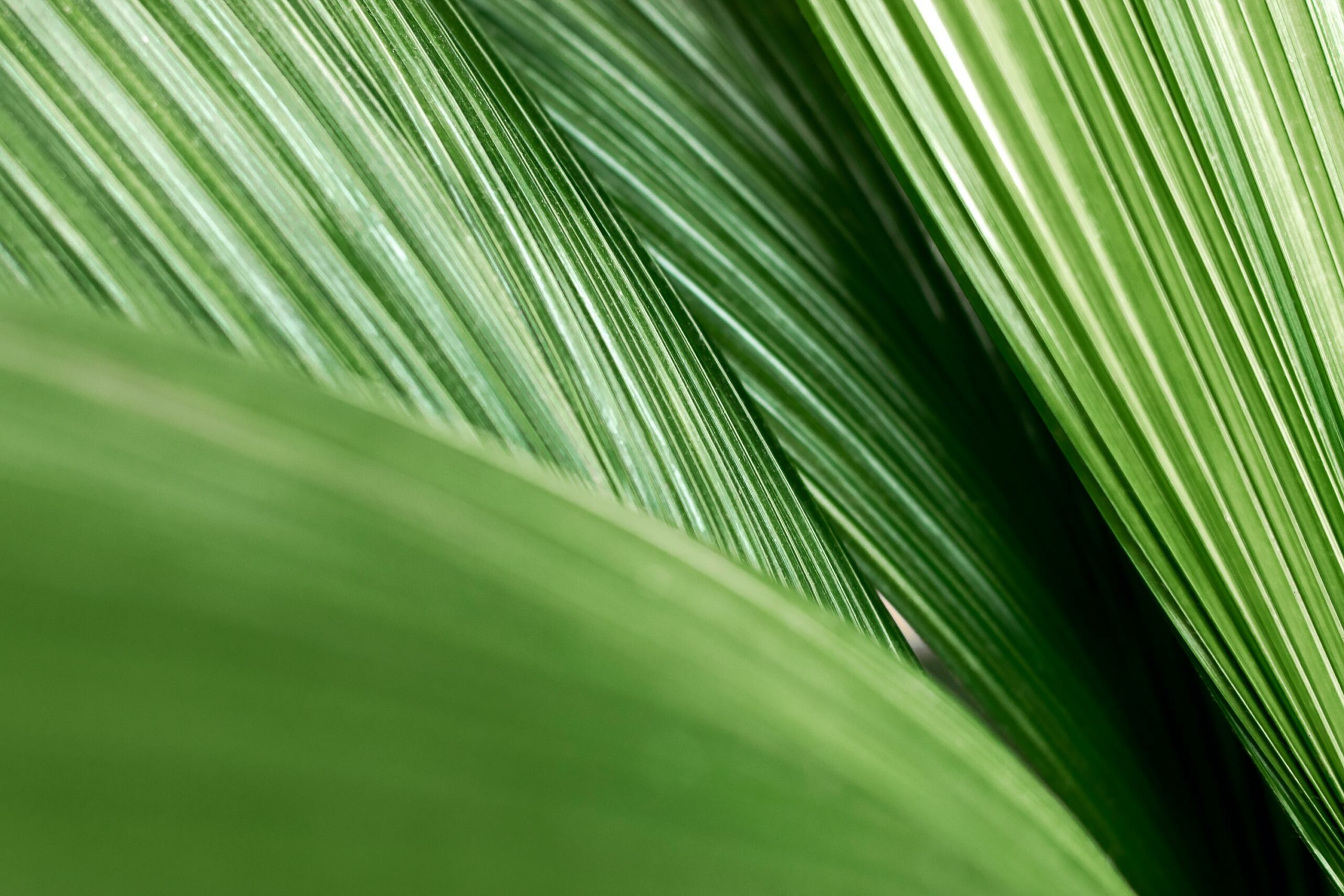 shutterstock_2164948549